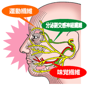 顔面神経