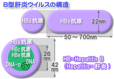 B型肝炎ウイルスの構造