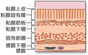胃壁