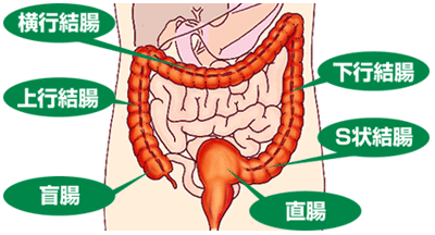 大腸の構造