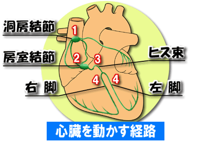 心臓を動かす経路