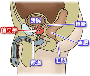 前立腺