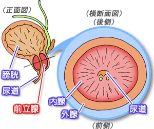 前立腺断面
